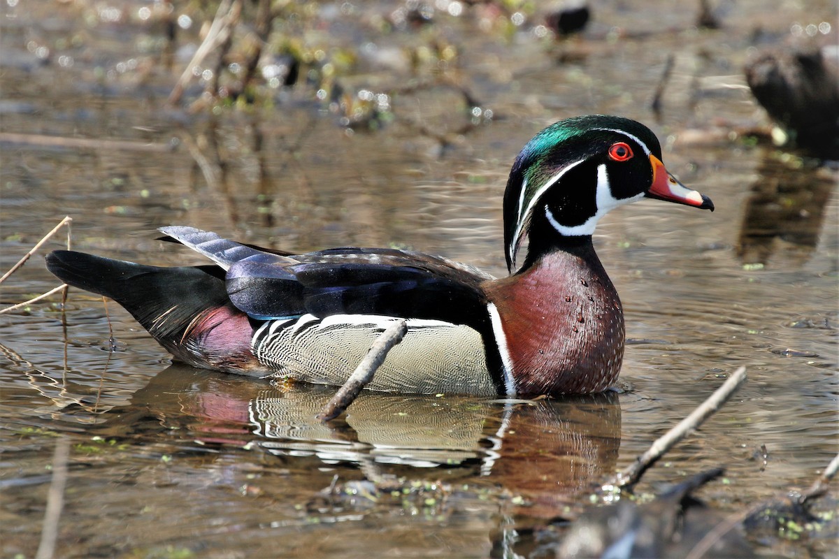 Wood Duck - ML561788191