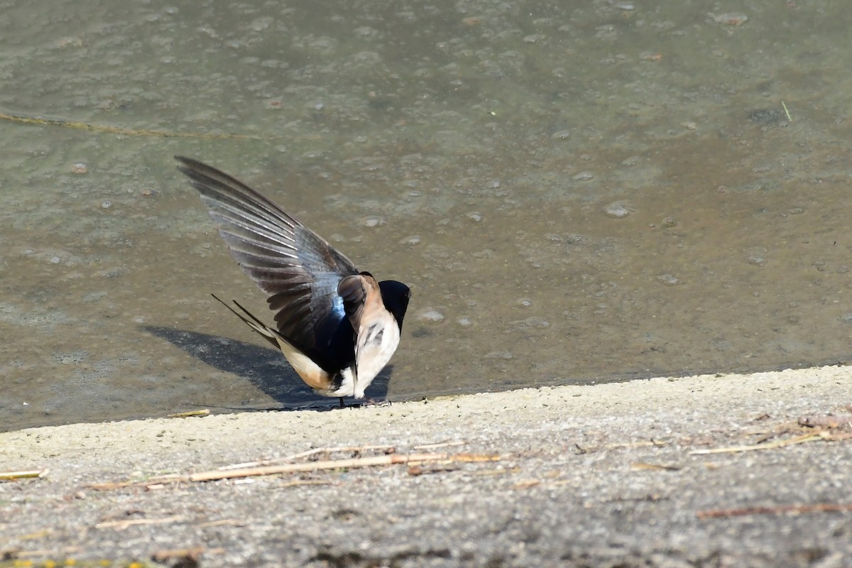 Barn Swallow - Igor Długosz