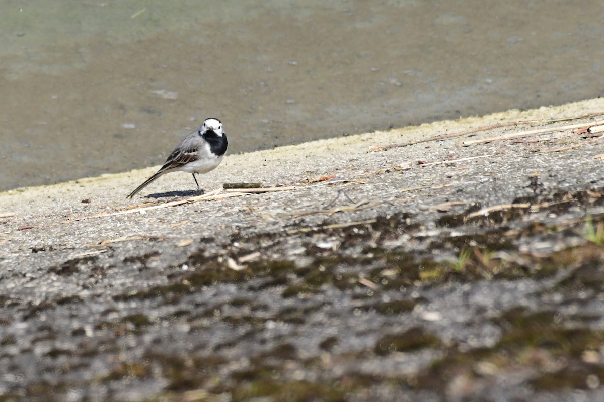 White Wagtail - ML561788471