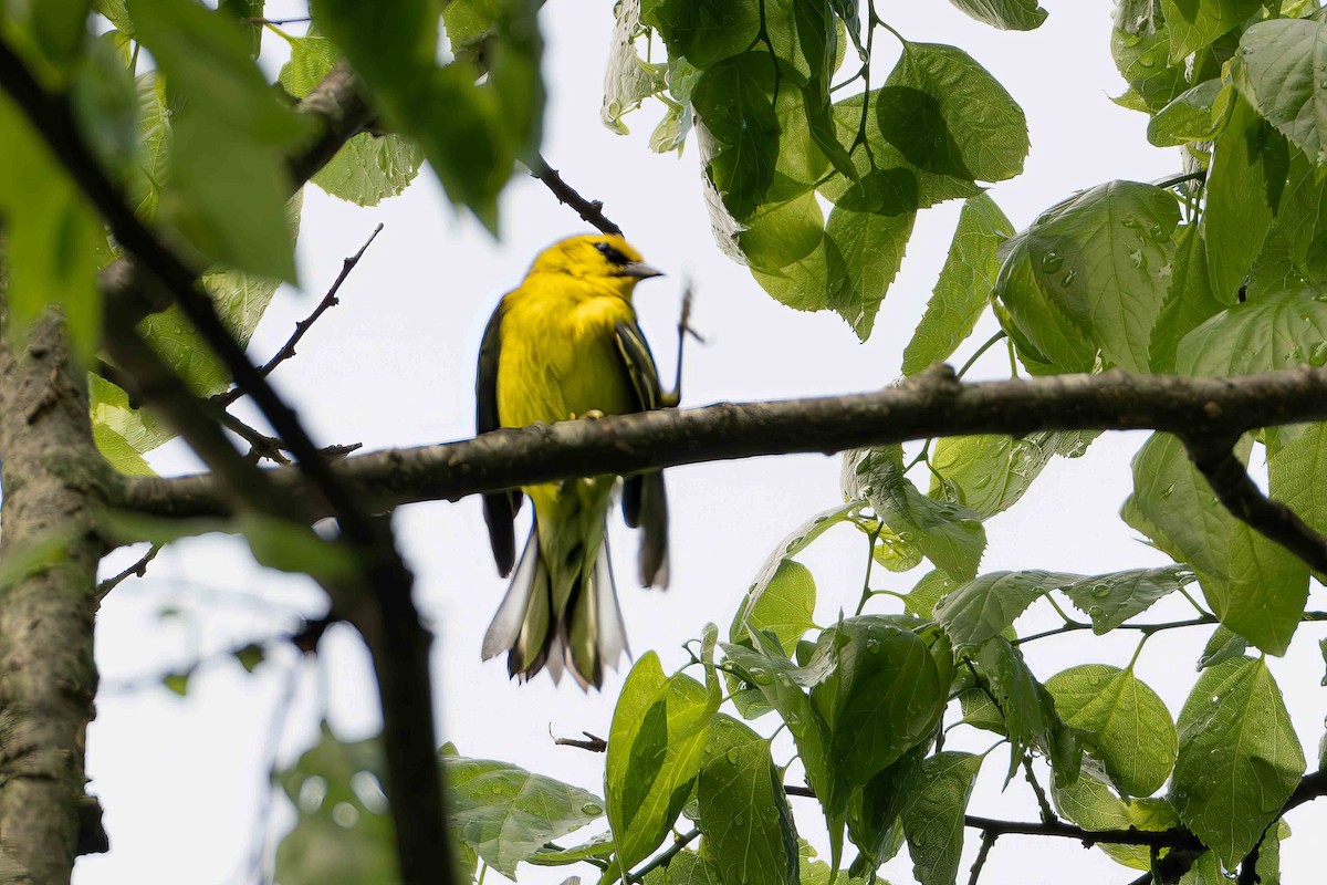 Blue-winged Warbler - Steven Lasley