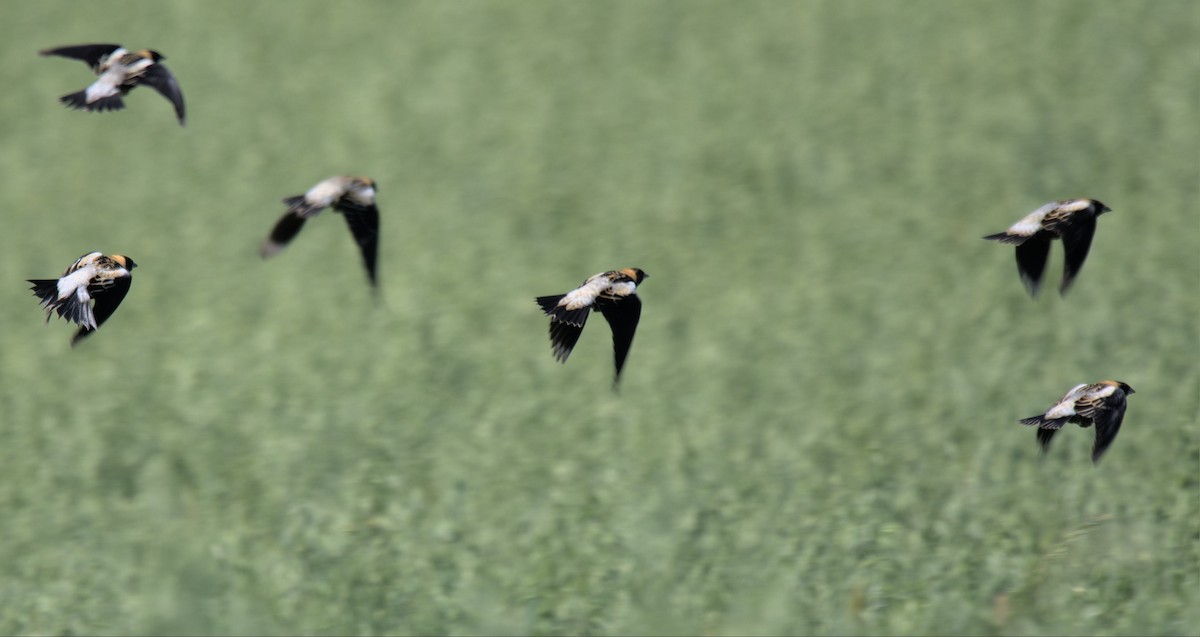 bobolink - ML561790201