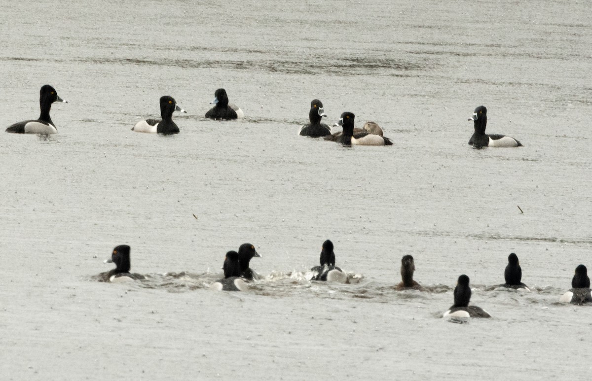 Ring-necked Duck - ML561790581