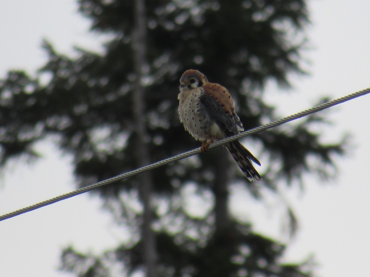 American Kestrel - ML561790591