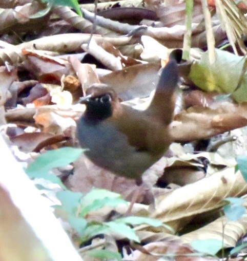 Black-faced Antthrush - ML561790681