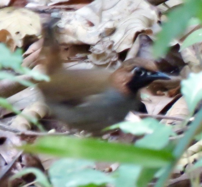 Black-faced Antthrush - ML561790701