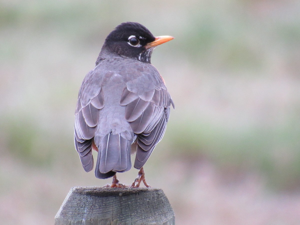 American Robin - ML561790831