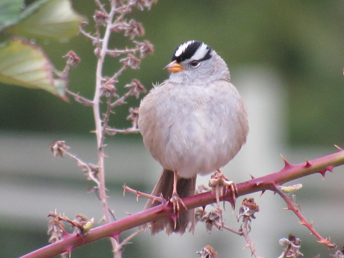 Bruant à couronne blanche - ML561791471