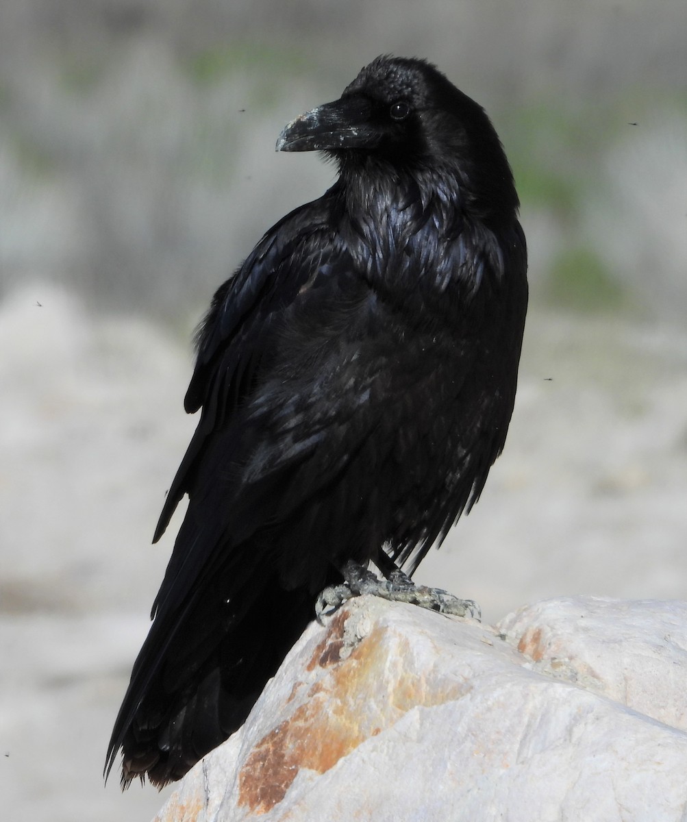 Common Raven - Tracy f