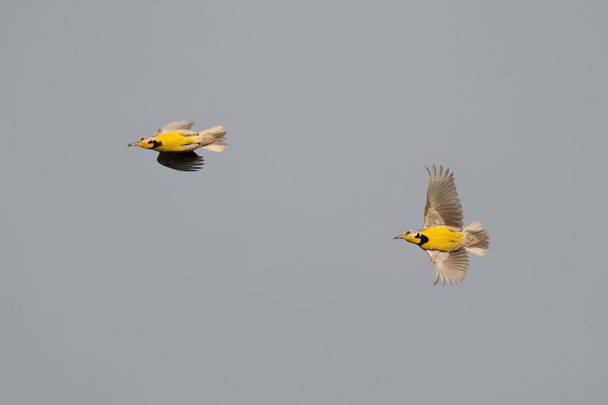 Eastern Meadowlark - ML561791911