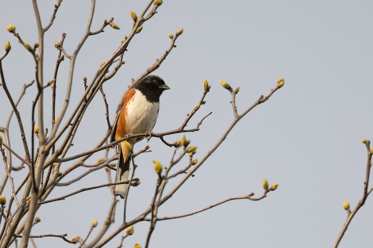 Eastern Towhee - ML561792771