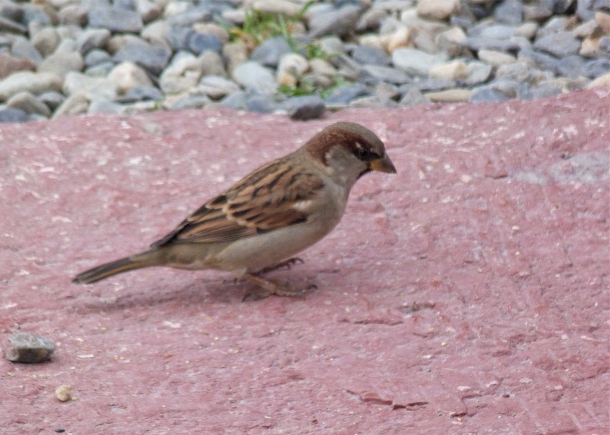 House Sparrow - ML561793611