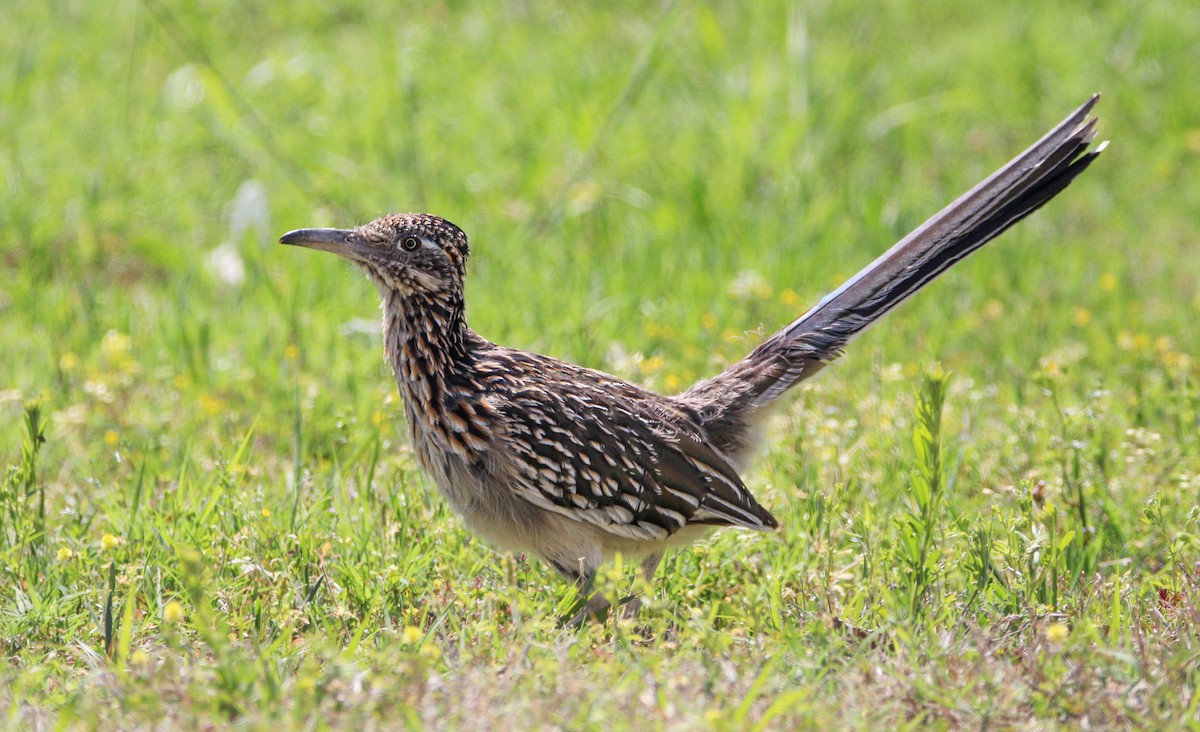 Greater Roadrunner - Alex Marine