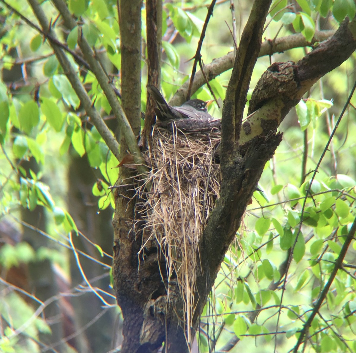 American Robin - ML561794121