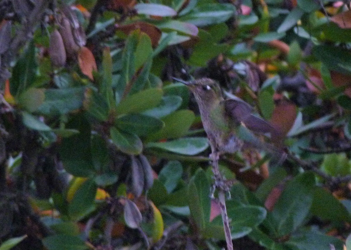 Green-backed Firecrown - ML561794441