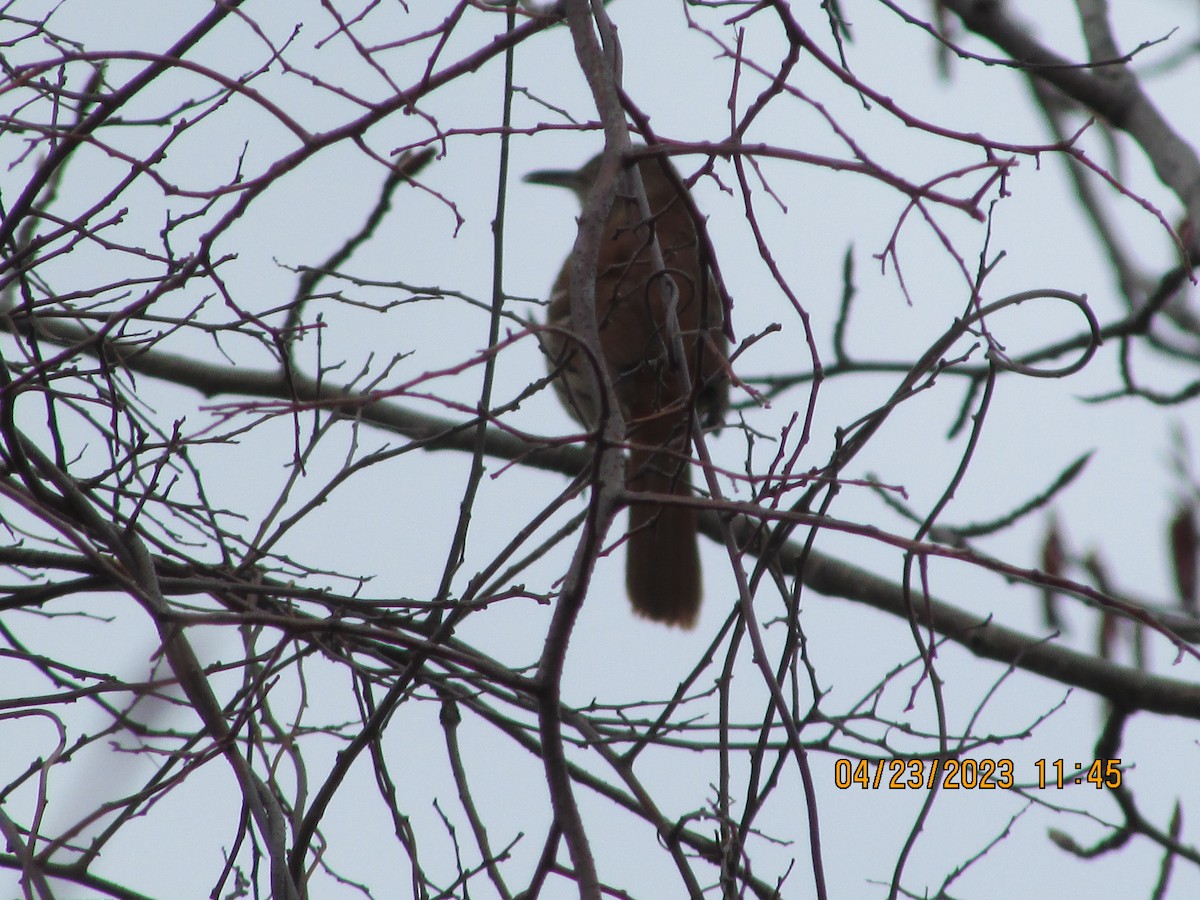 Brown Thrasher - ML561794601