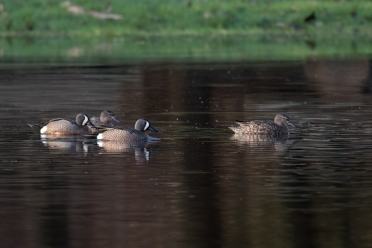 Blue-winged Teal - Adam Jackson