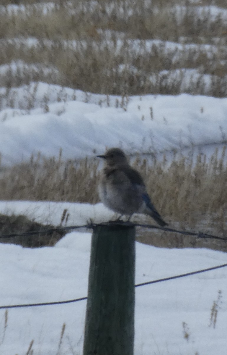 Mountain Bluebird - ML561795541
