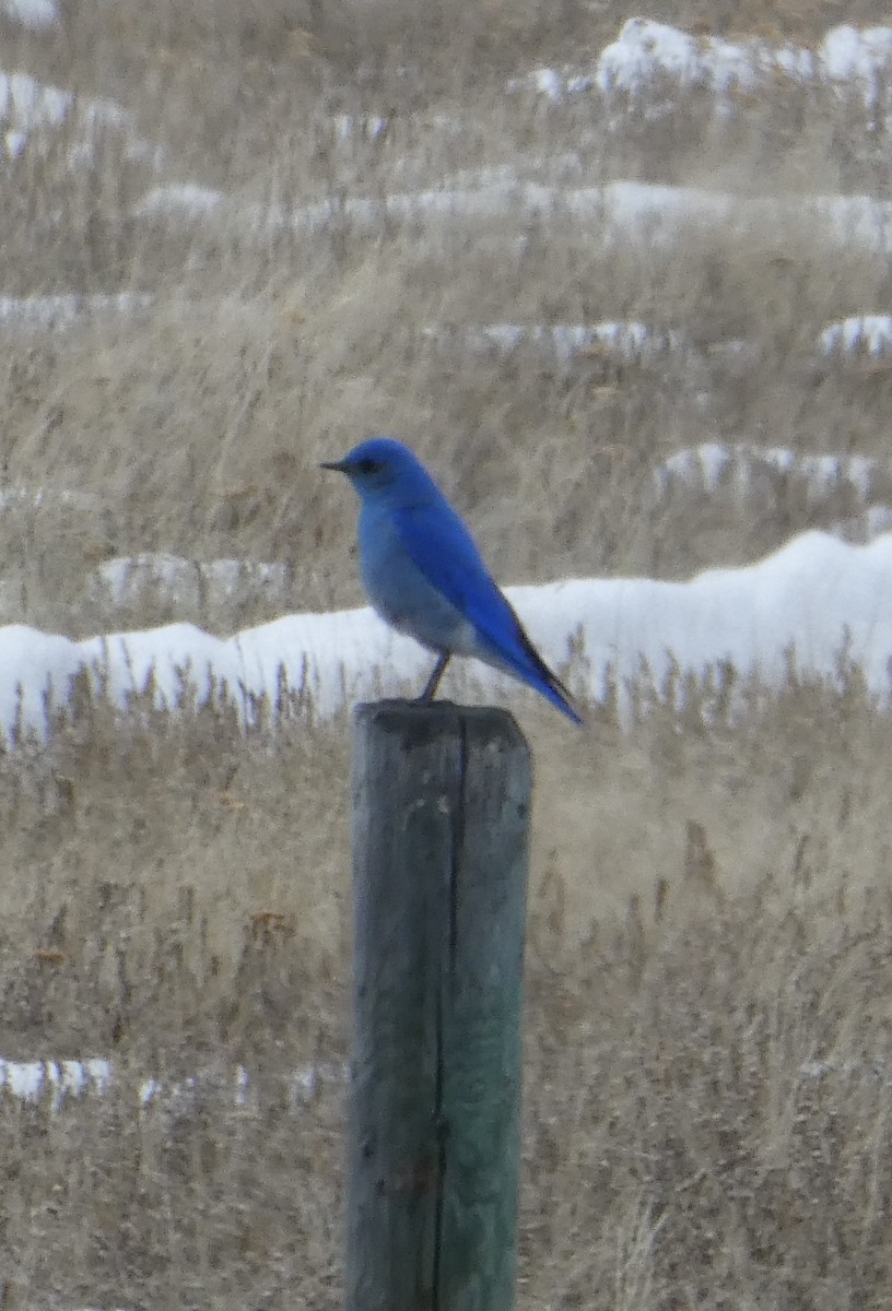 Mountain Bluebird - ML561795551