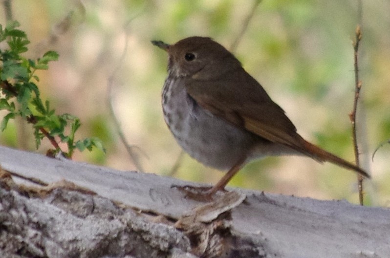 Hermit Thrush - ML56179801