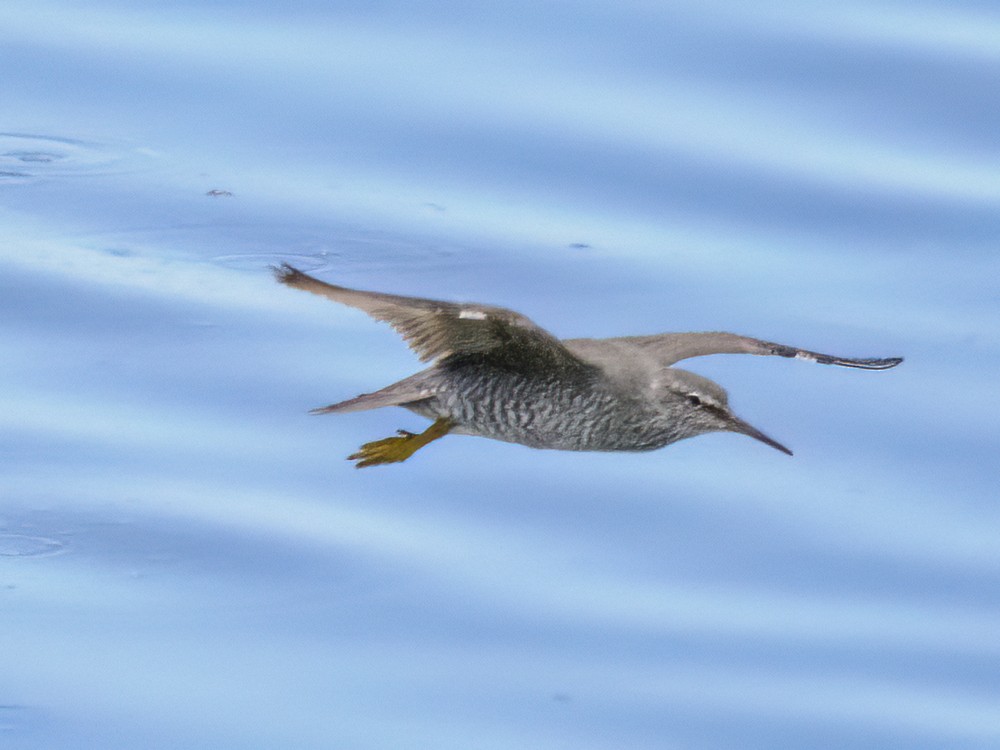 Wandering Tattler - ML561798301