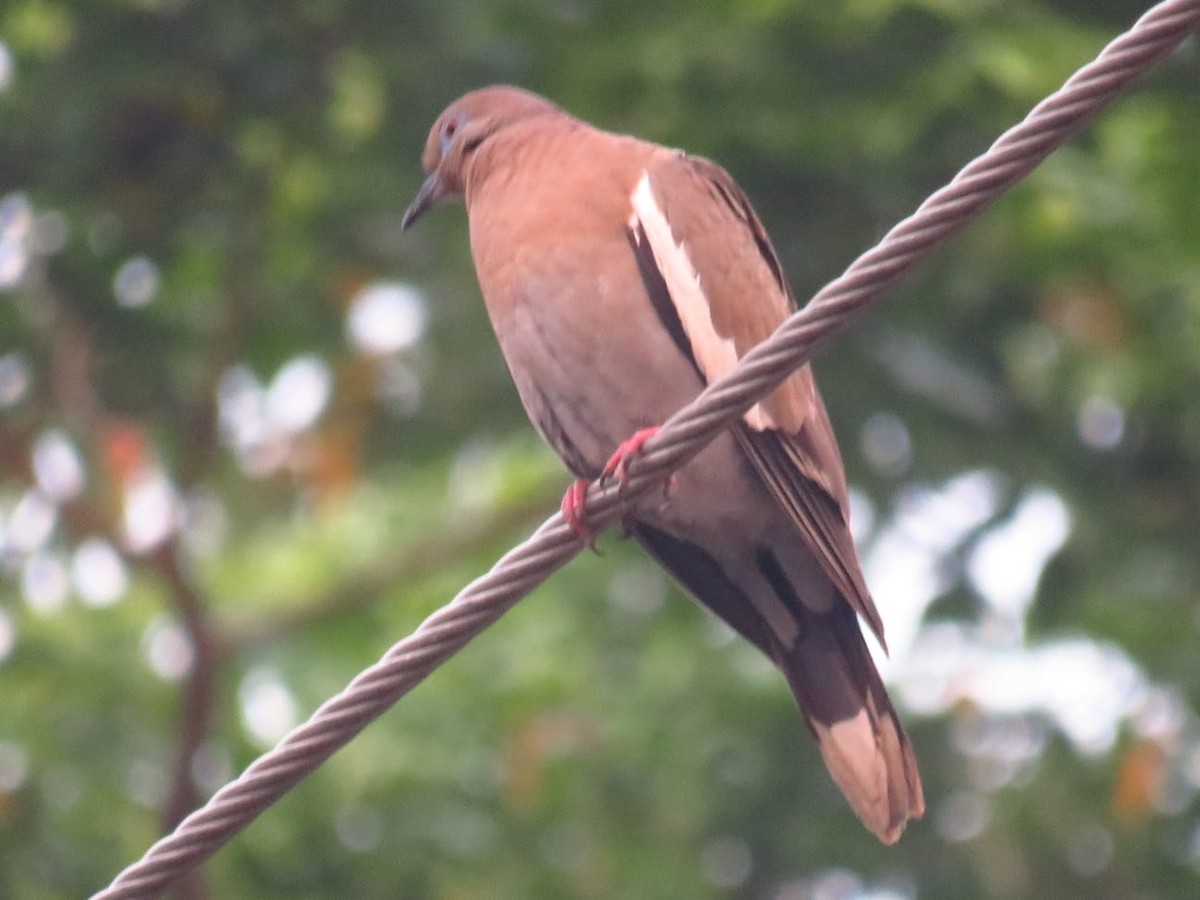 White-winged Dove - ML561798321