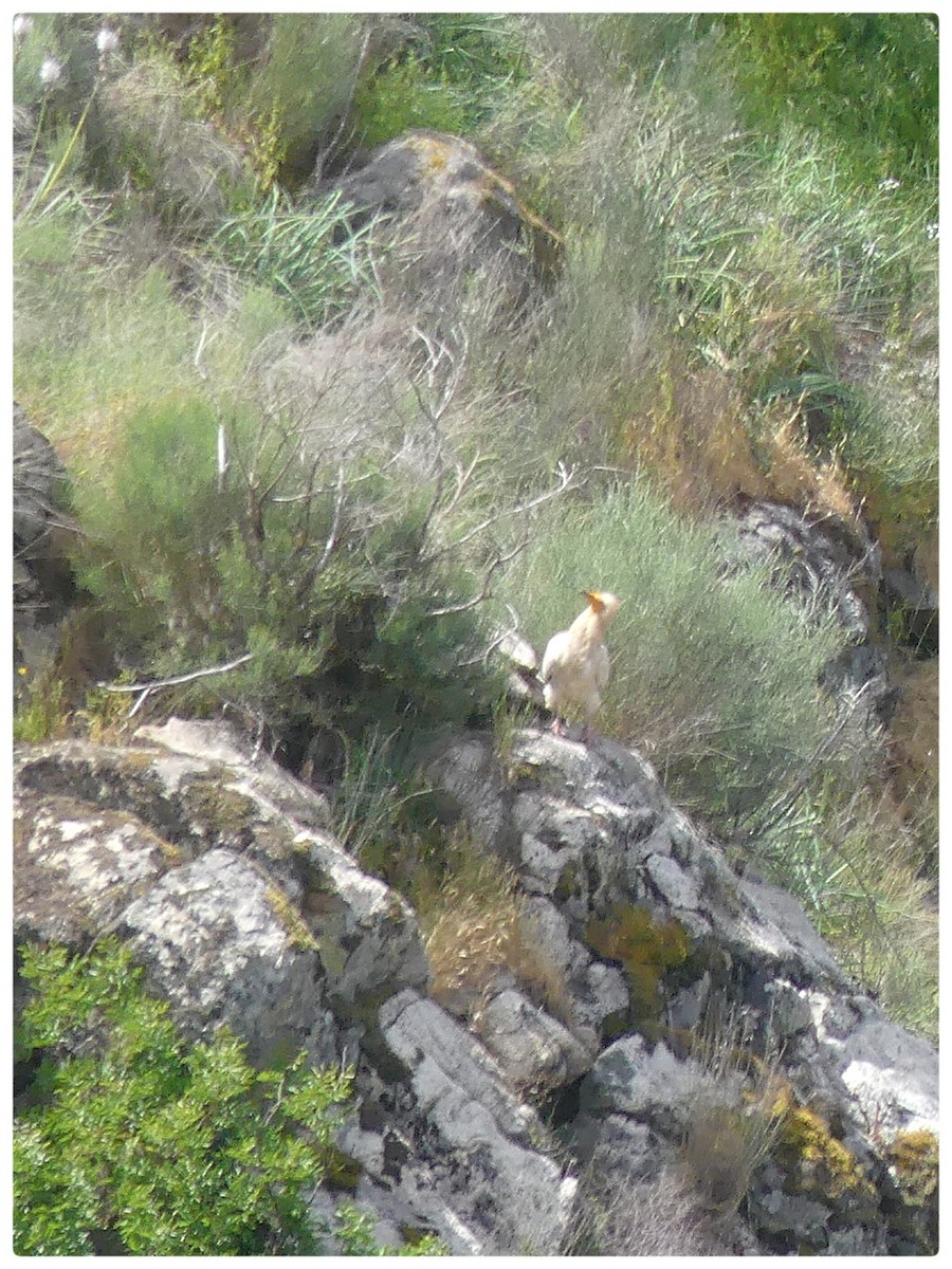 Egyptian Vulture - ML561799831