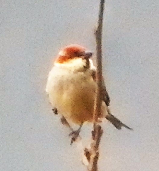 Russet Sparrow - ML561800131