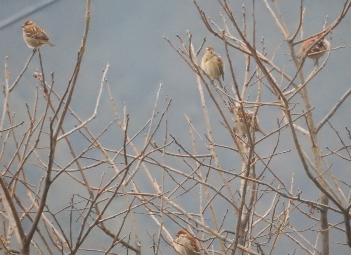 Russet Sparrow - ML561800141