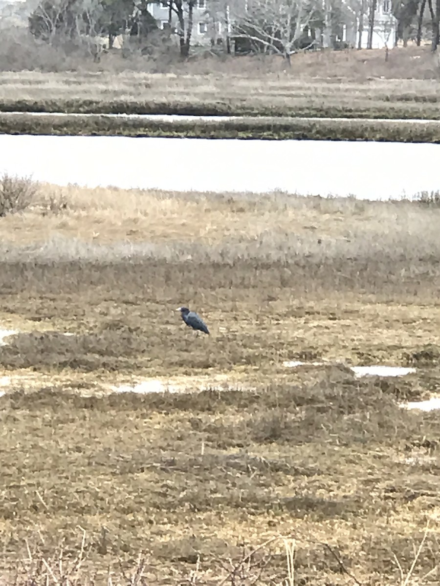 Little Blue Heron - ML561800531