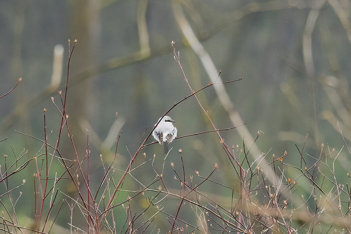 Northern Shrike - ML561802361