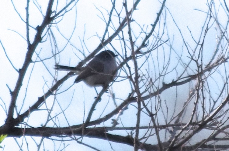 Blue-gray Gnatcatcher - ML56180241