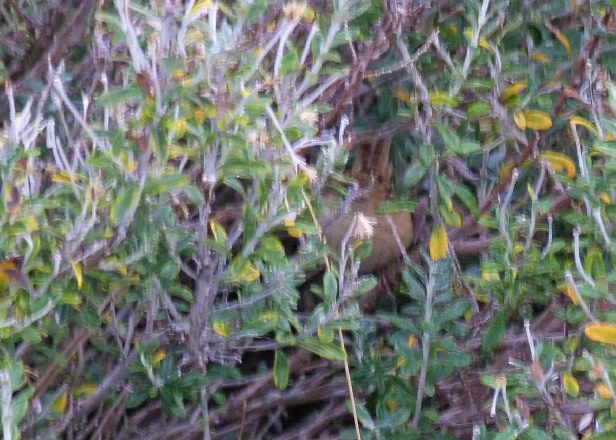 Grass Wren - Carlos Otávio Gussoni