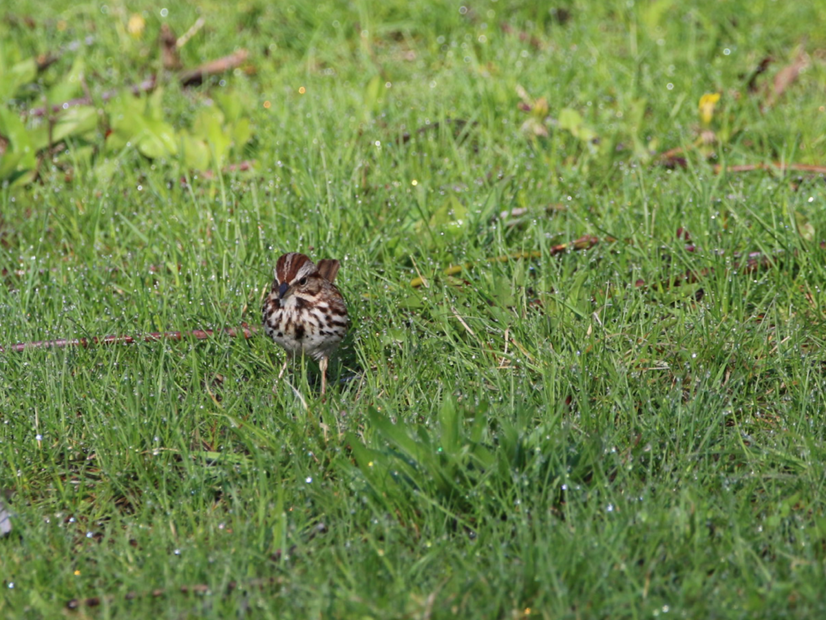 Song Sparrow - Robert Pettigrew