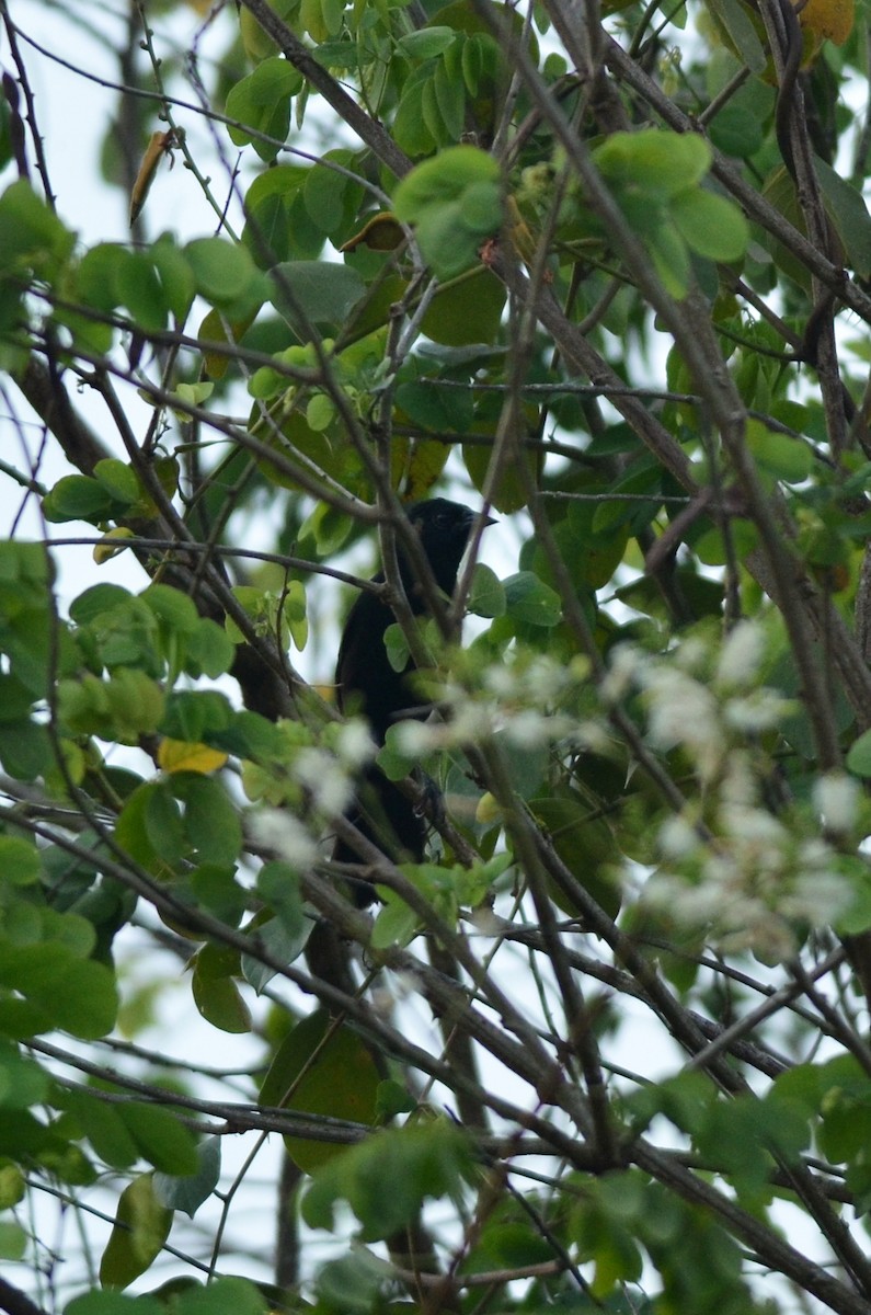 Forbes's Blackbird - ML561803071