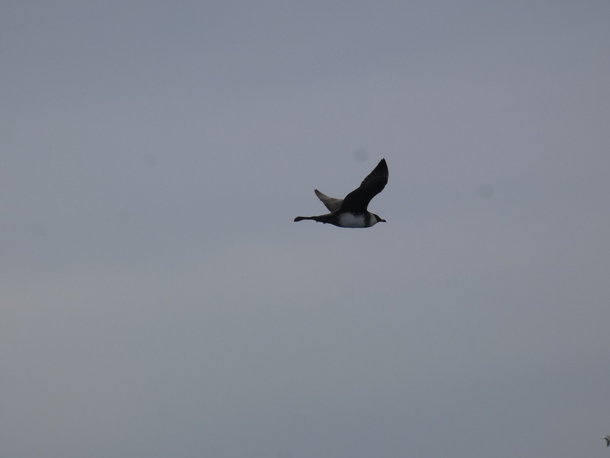 Pomarine Jaeger - Xavier Parra Cuenca