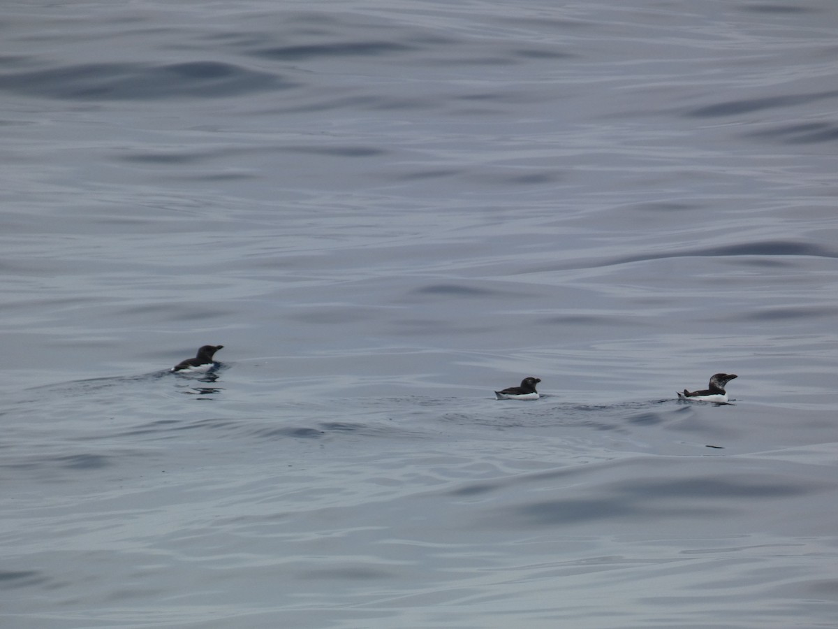 Razorbill - Xavier Parra Cuenca