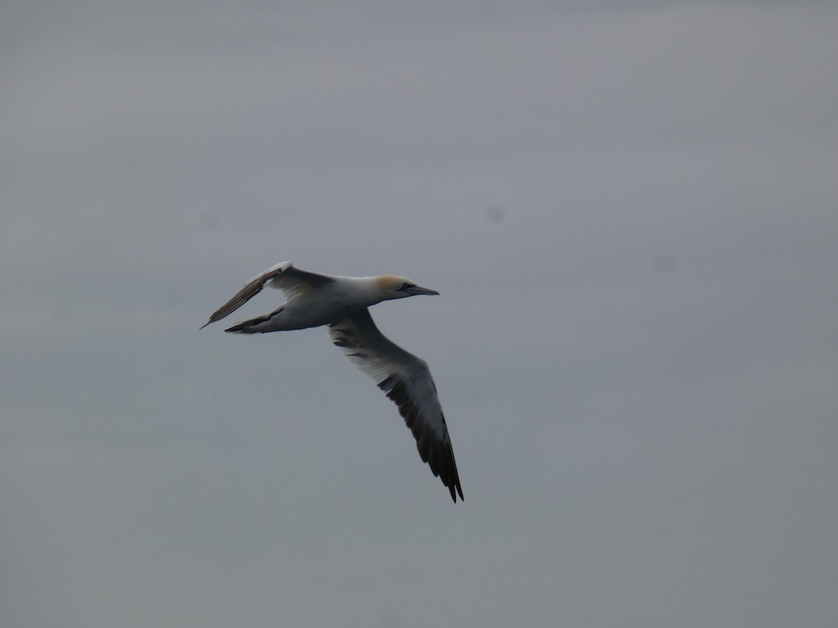 Northern Gannet - Xavier Parra Cuenca