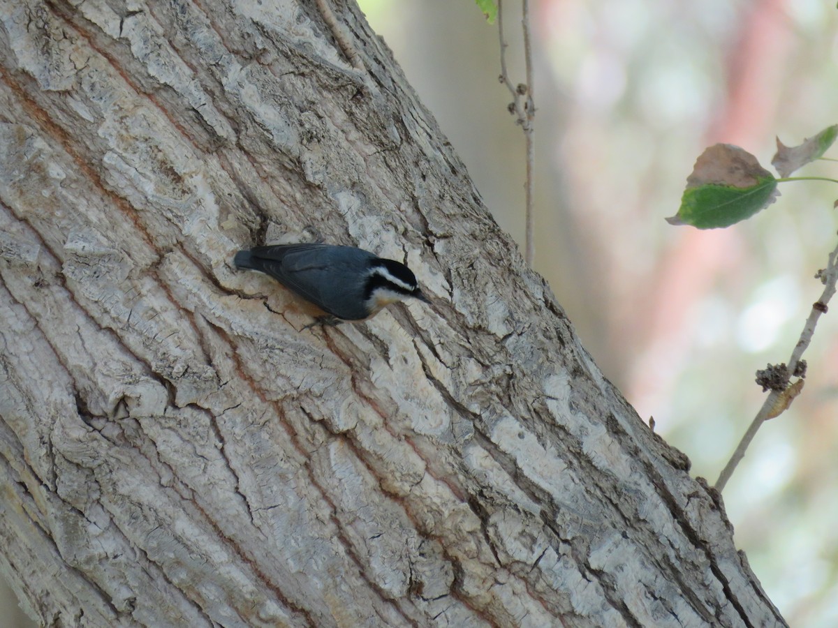 Red-breasted Nuthatch - ML561804971