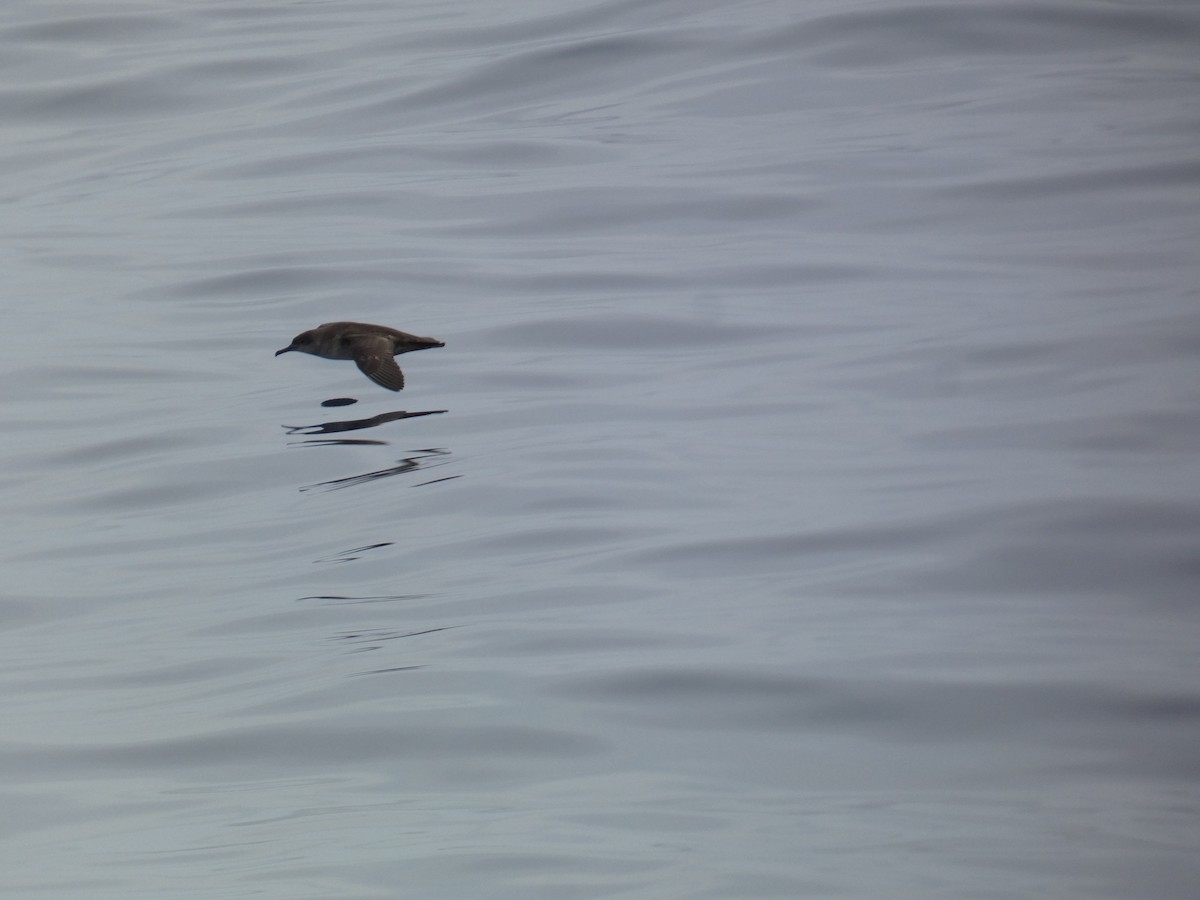 Balearic Shearwater - ML561805101