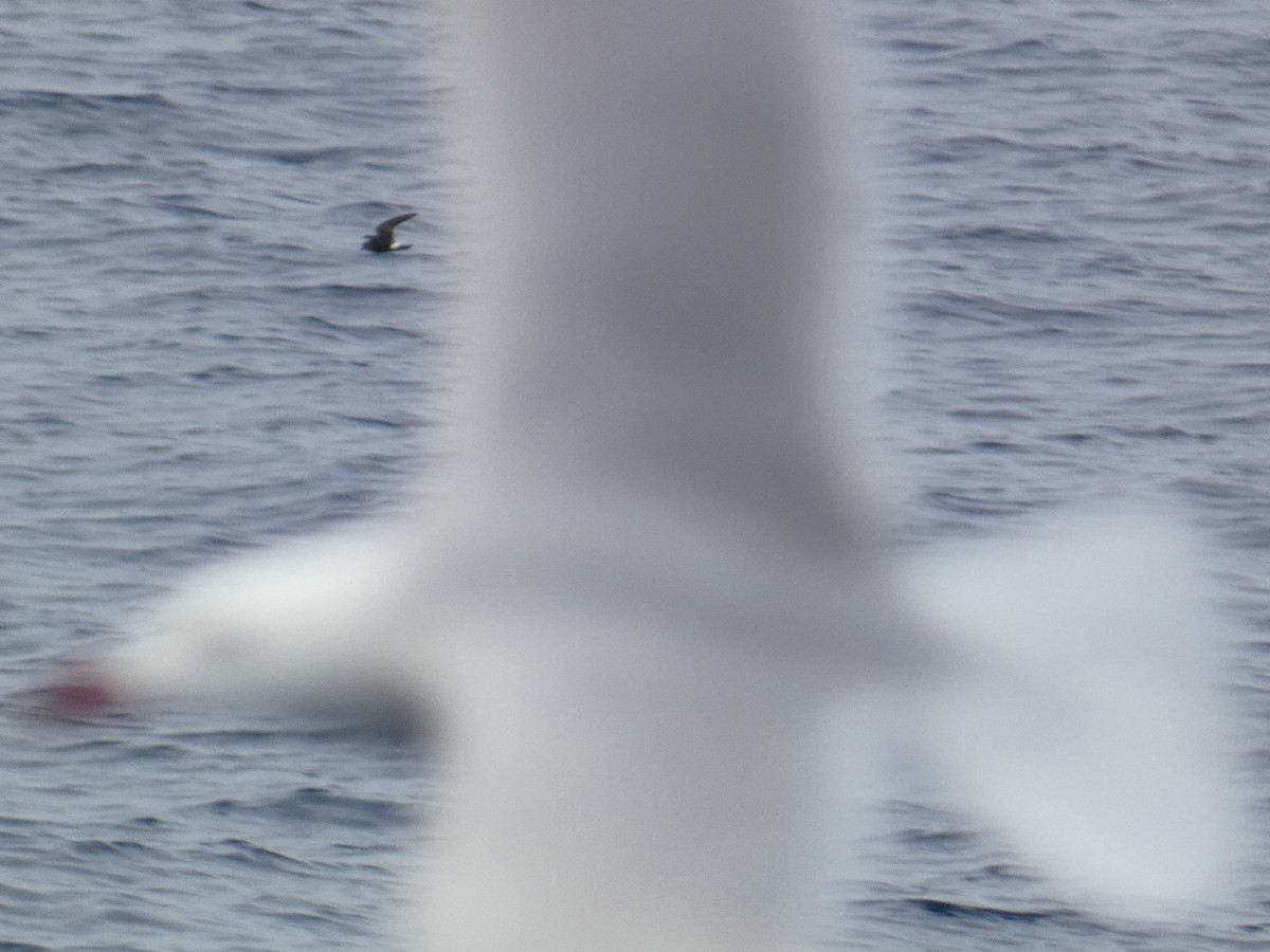 European Storm-Petrel - Xavier Parra Cuenca