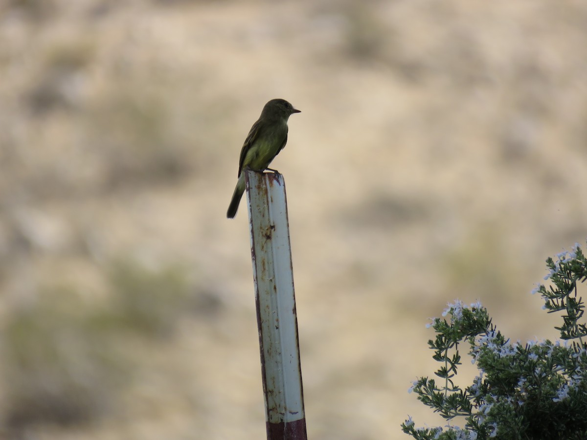 Willow Flycatcher - ML561806121