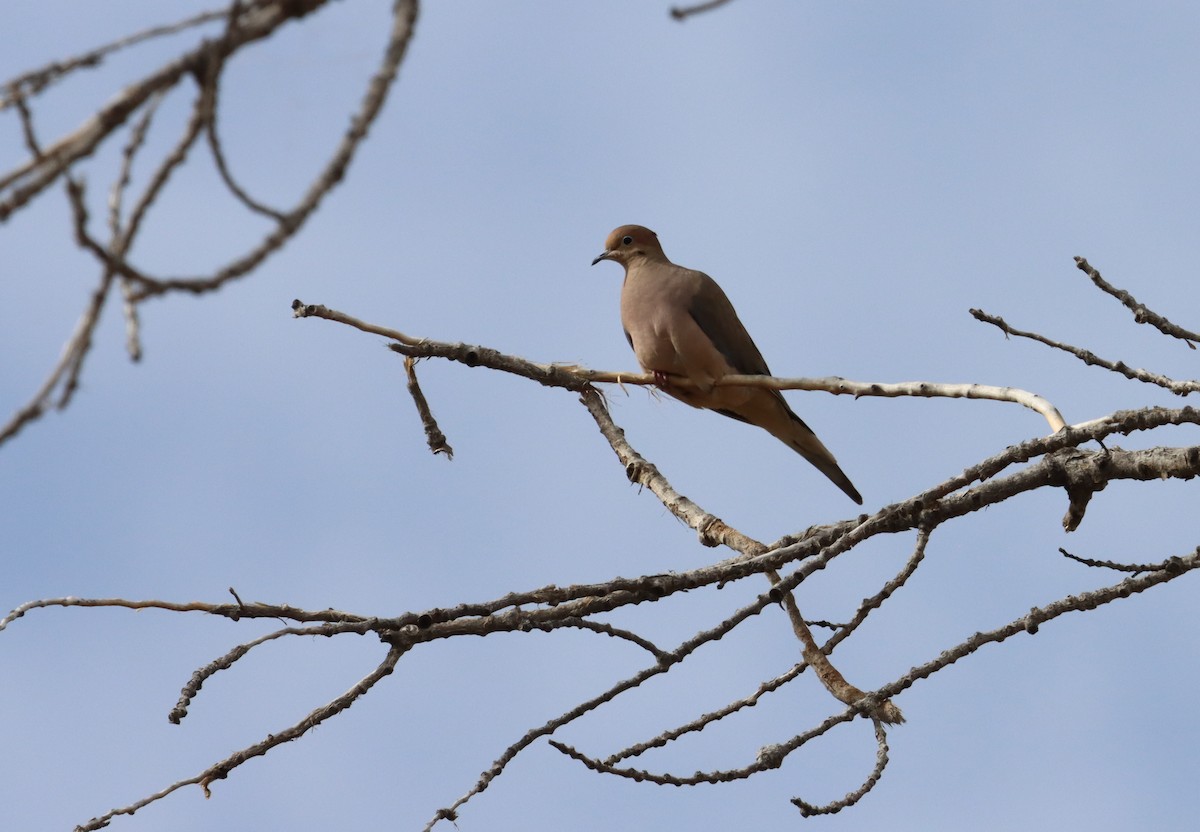 Mourning Dove - ML561806261