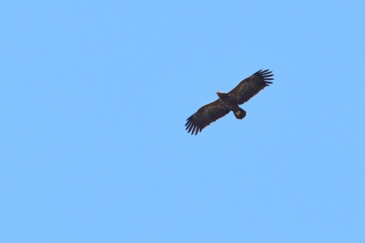 Lesser Spotted Eagle - Igor Długosz
