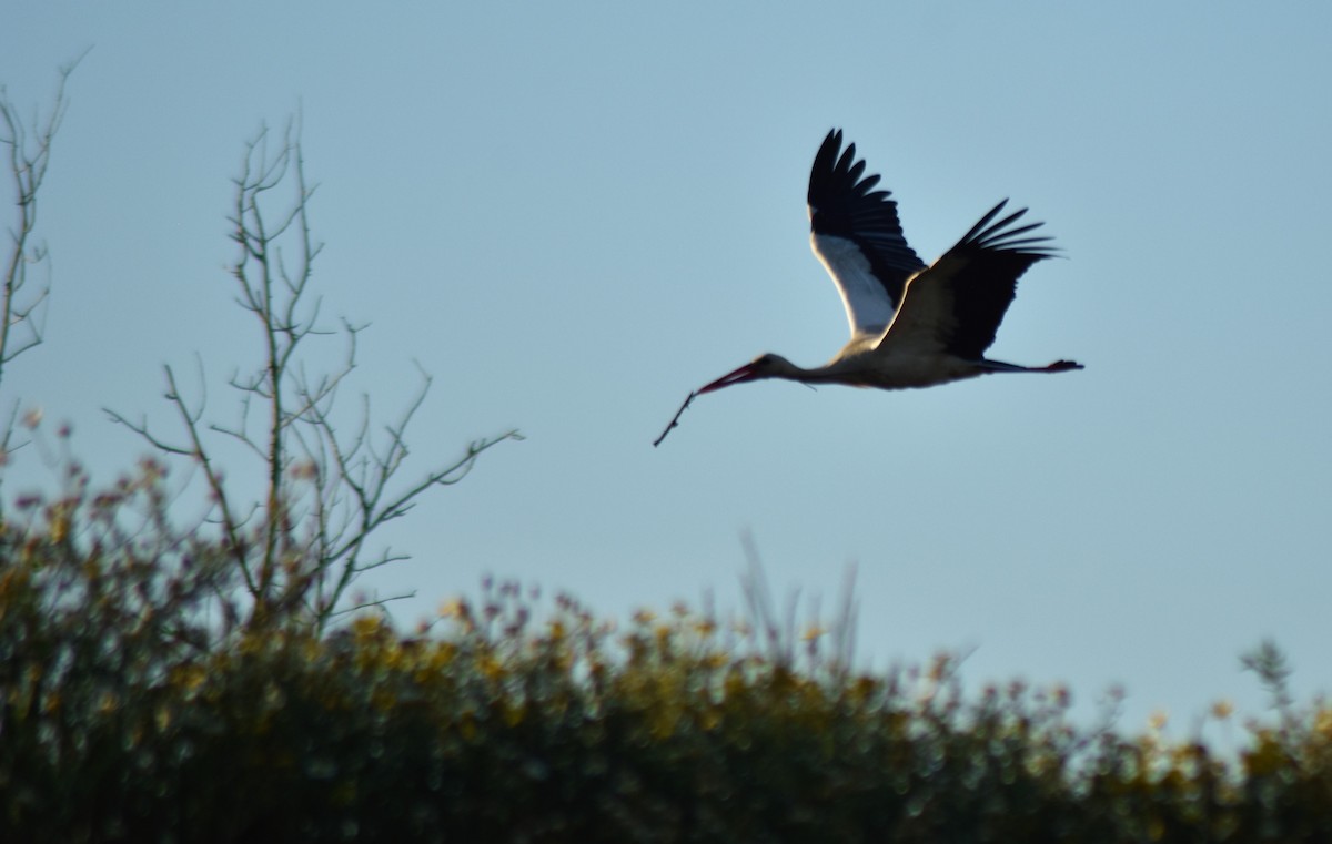 White Stork - ML561807151