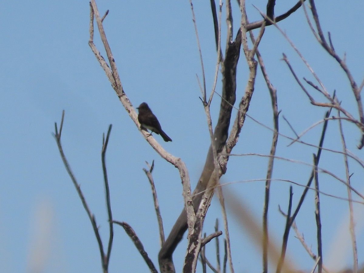 Black Phoebe - ML561809801