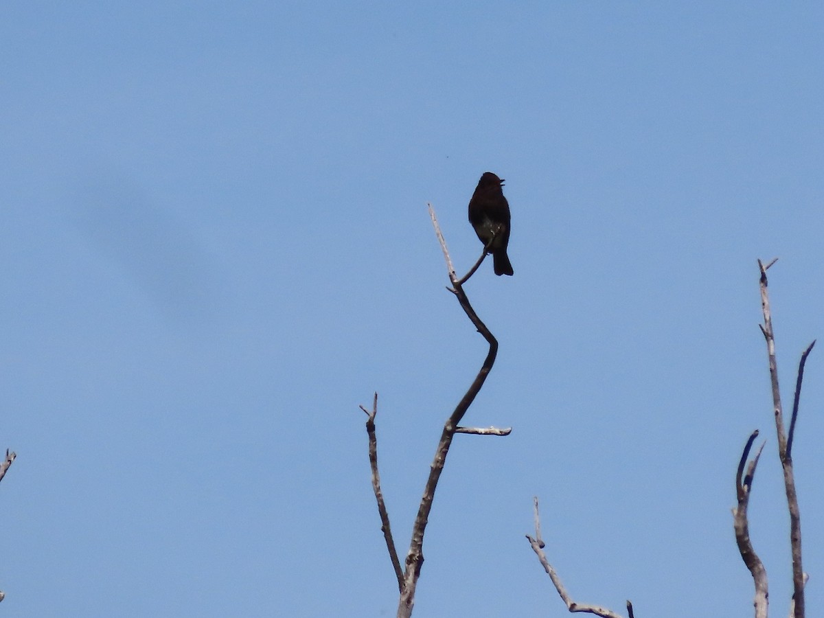 Black Phoebe - ML561809811