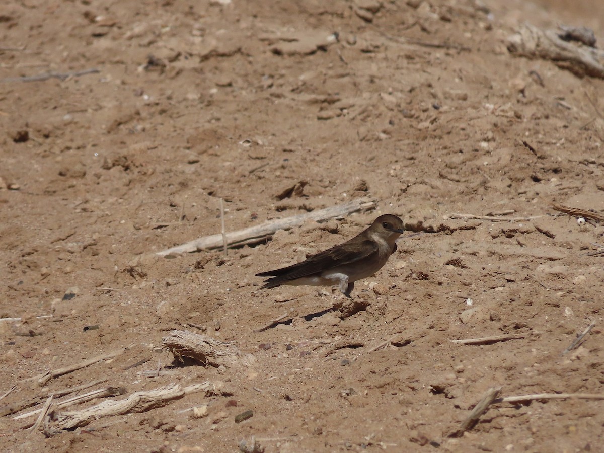 Northern Rough-winged Swallow - ML561810021