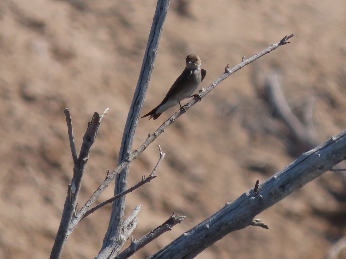Northern Rough-winged Swallow - ML561810031