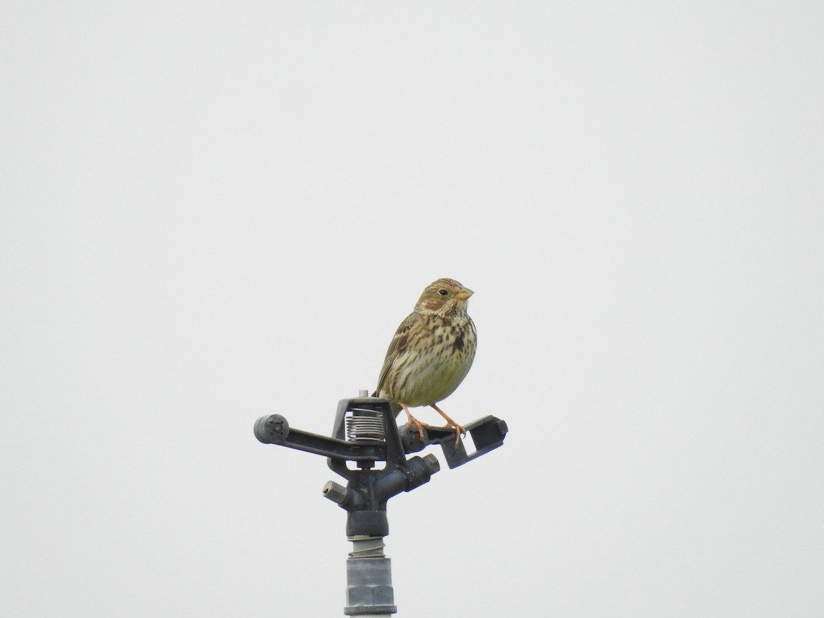 Corn Bunting - ML561810101