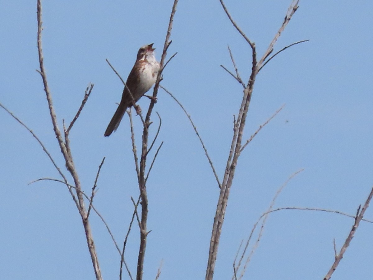 Song Sparrow - ML561810201